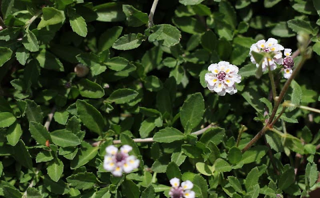 Phyla Canescens Flowers Pictures