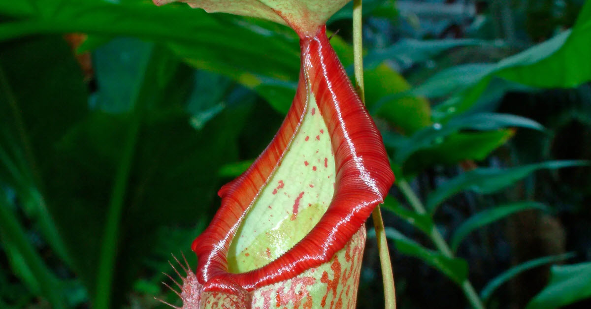 How to grow pitcher plants at home