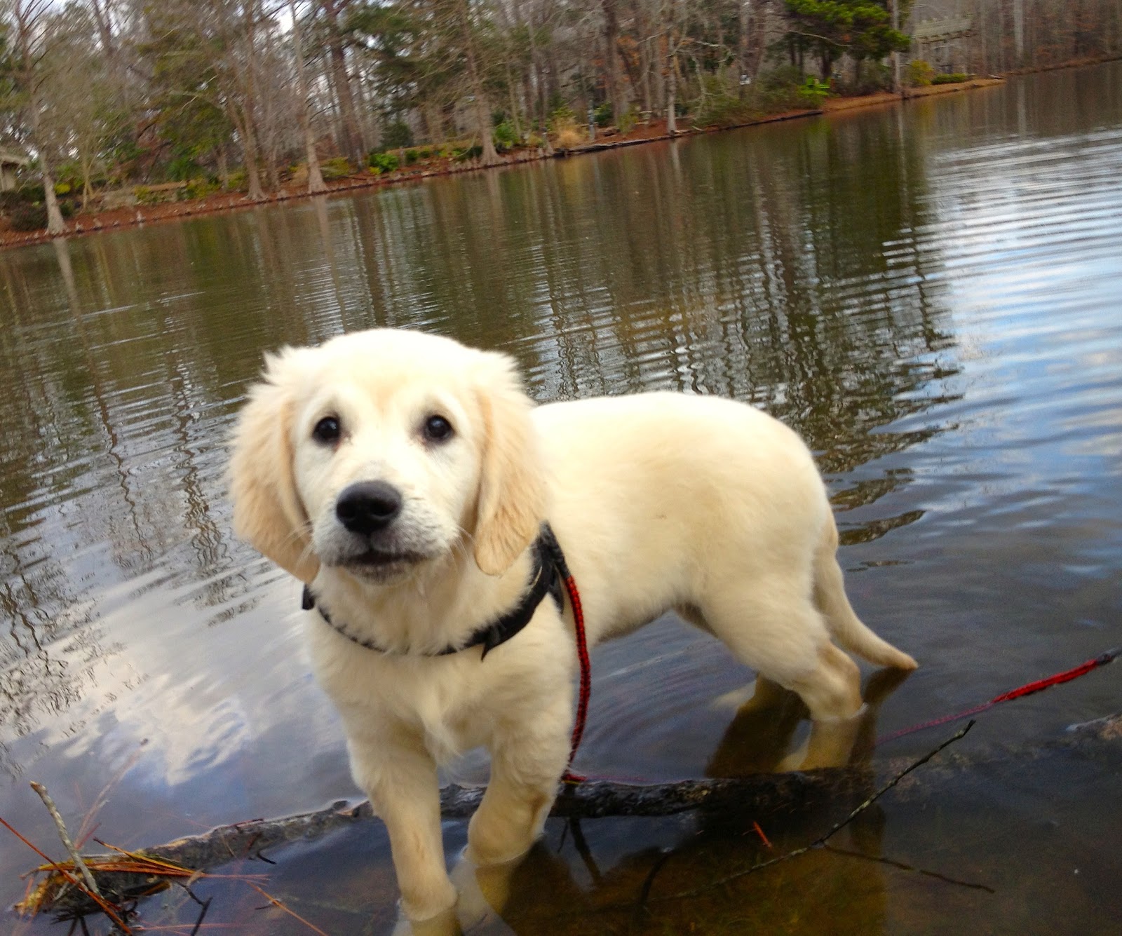 golden retriever eye infection free shai rani finn shai ezer helper beside me my service golden retriever eye infection free shai rani finn shai ezer helper beside me my service