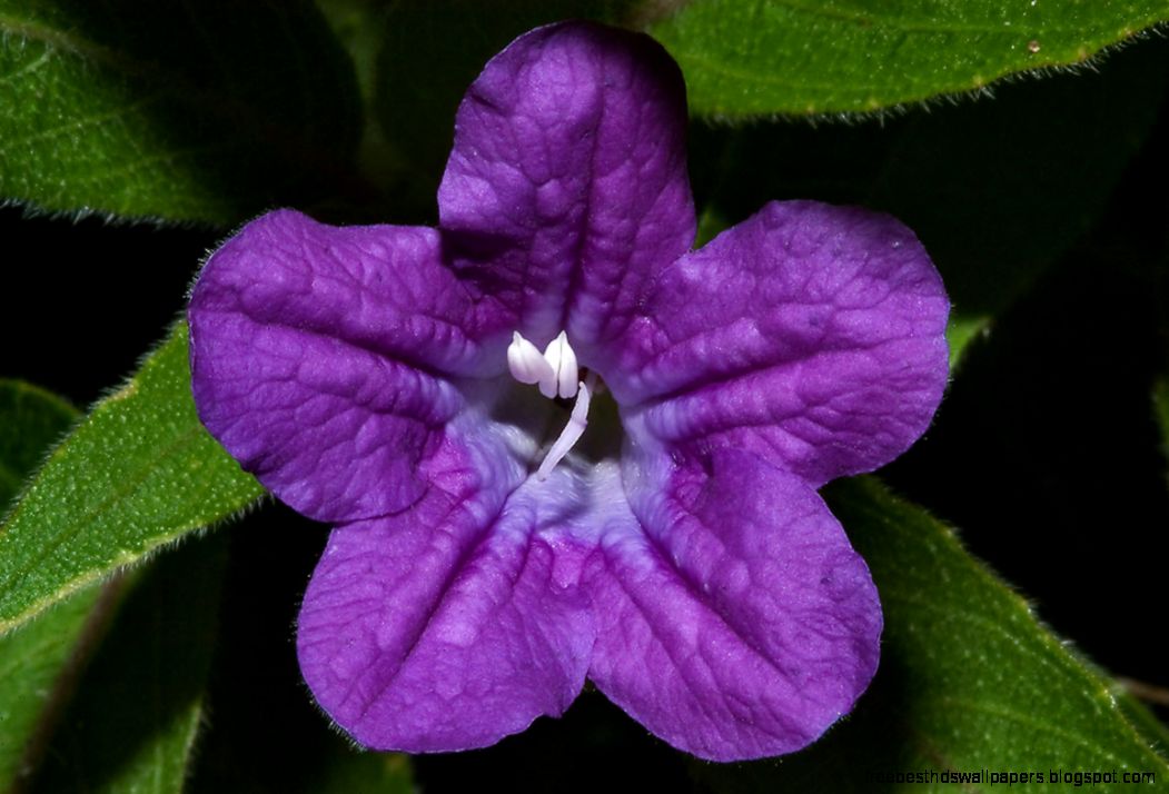 Violet flower search in pictures Violet flower search in pictures