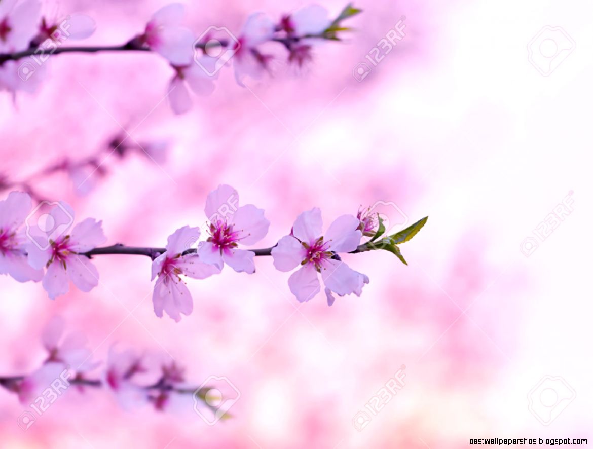 Cherry Tree Blossom Beautiful Pink Fl Background Blooming Cherry Tree Blossom Beautiful Pink Fl Background Blooming