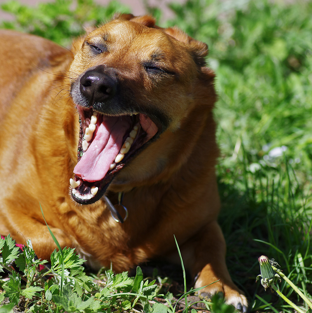 StressHund StressAnzeichen