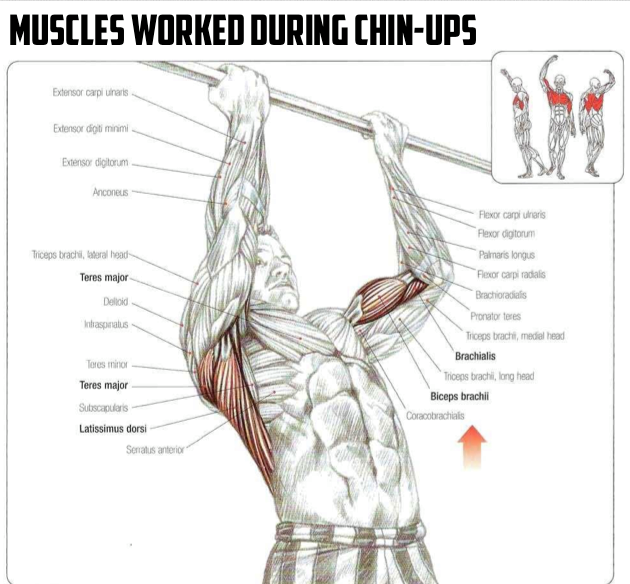 The Fitness Era: Muscles Worked During Chin-Ups- Healthy Fitness