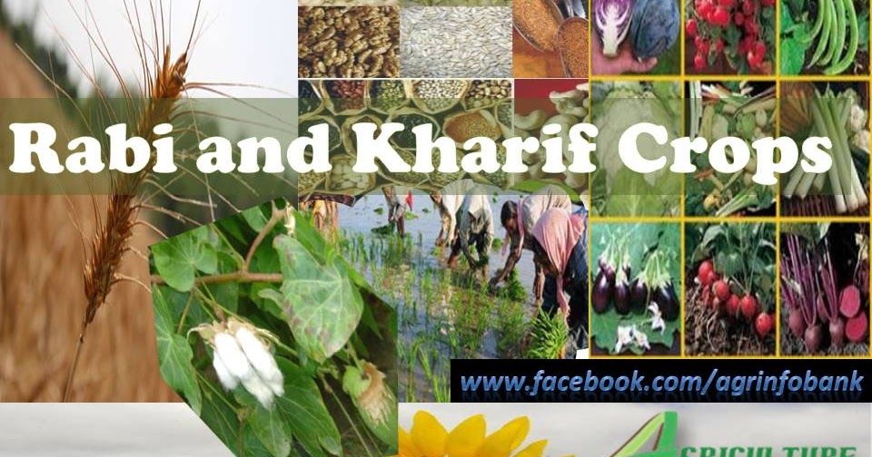 Rabi and Kharif Crops|Oasis Agro Industries Pakistan