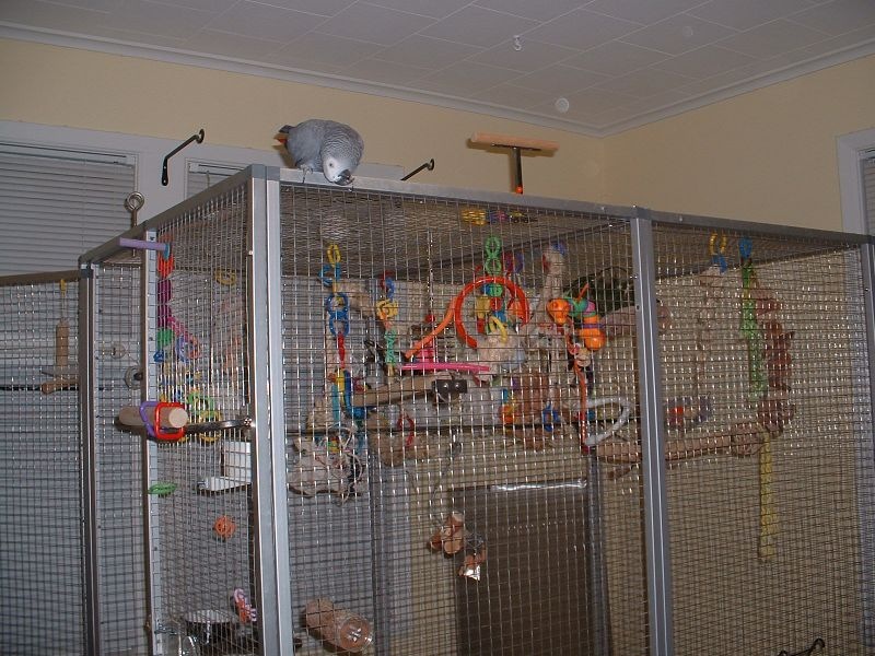 Natural Bird Bird Safe Ceiling Fans