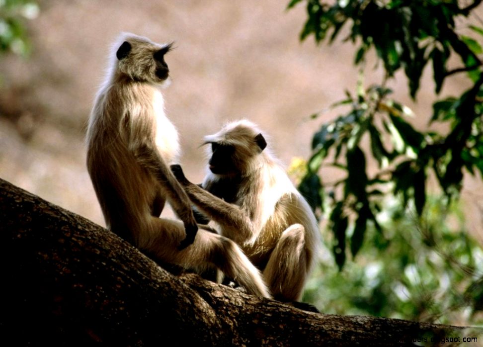 Wallpapers Rain Rainforest Monkey Yvt Free Computer 1024x768 Wallpapers Rain Rainforest Monkey Yvt Free Computer 1024x768