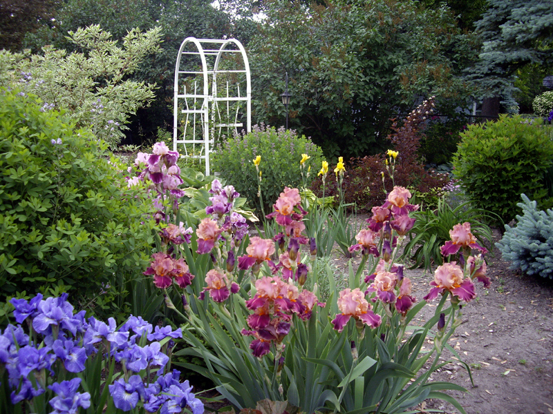 World of Irises Mass Plantings for a Breathtaking Display