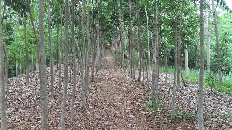 Parque Ecológico Las Caobas Noticias Clave El lead de la