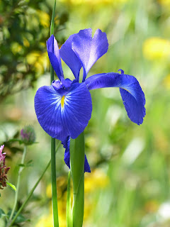 Iris latifolia -  English Iris - Lirio - Iris des Pyrénées - Englische Schwertlilie