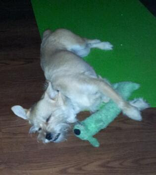 Sallie dog toy border terrier