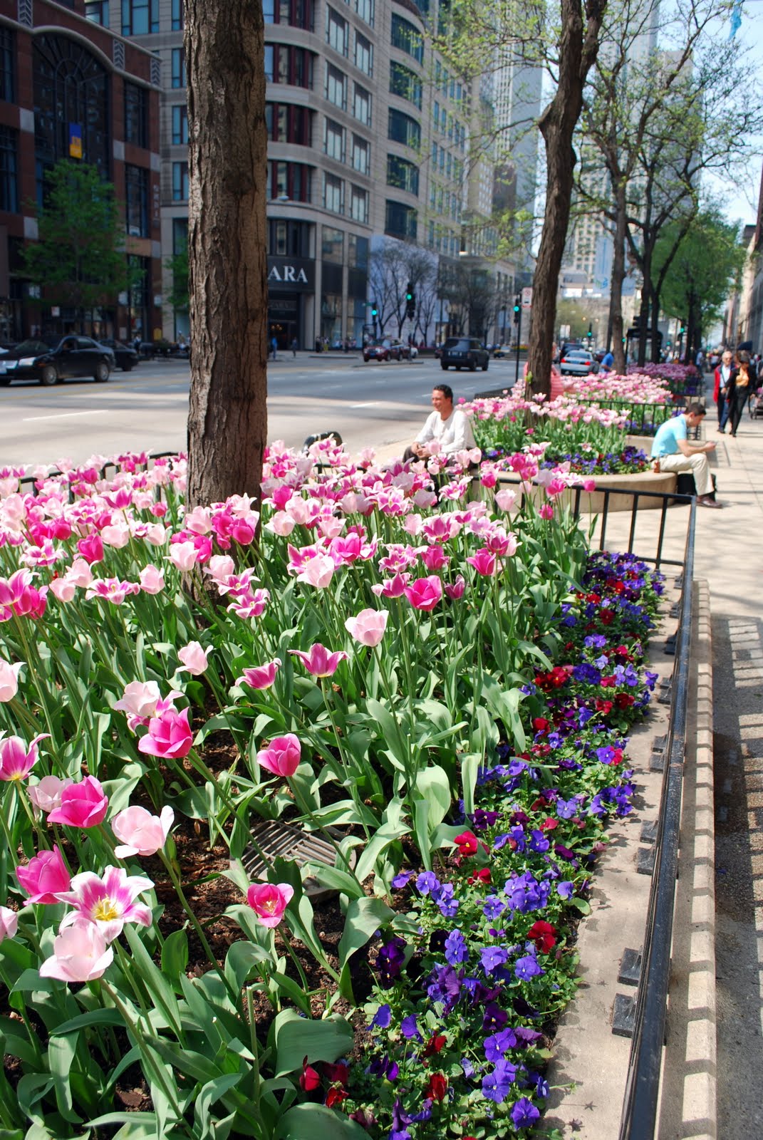 Mille Fiori Favoriti Tulips on Chicago's Magnificent Mile