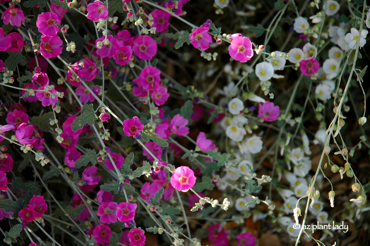 Smart Gardening In 2020 Plant Pussy Willows A Pollinator