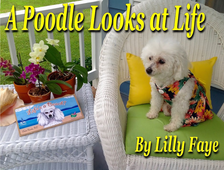                    A Poodle Looks at Life