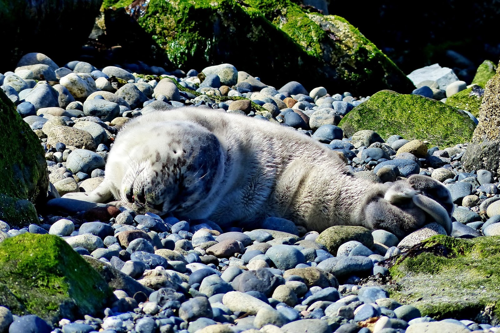 Buzz's Marine Life of Puget Sound HARBOR SEAL PUPPING SEASON 2015