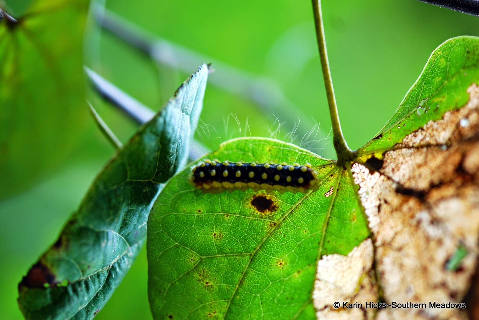 White Flannel Moth caterpillar