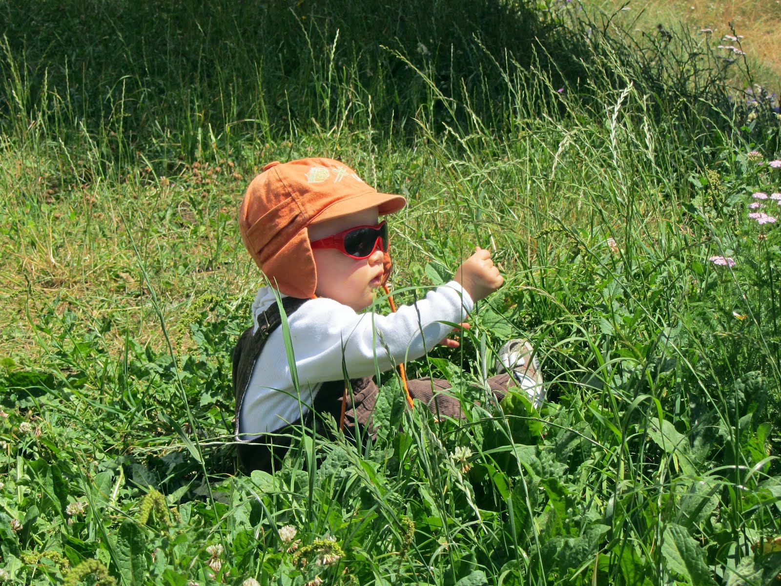 Les M&M's Botany classes II advanced course