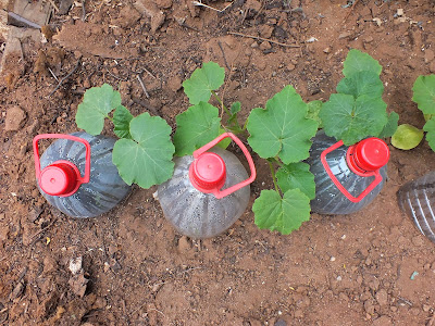 Desde el sur del mundo: diciembre 2013