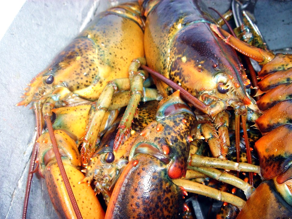 Heart Maine Home Maine Monday 1 Lobster, of course