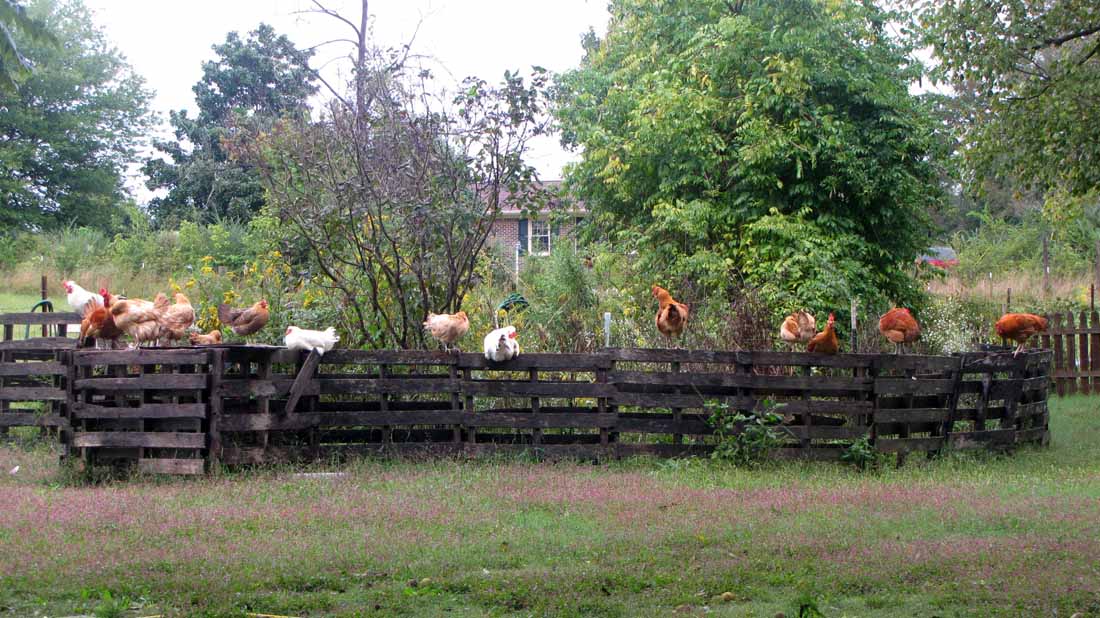 Homemade whole chicken soup recipe diet, chicken pen made from pallets