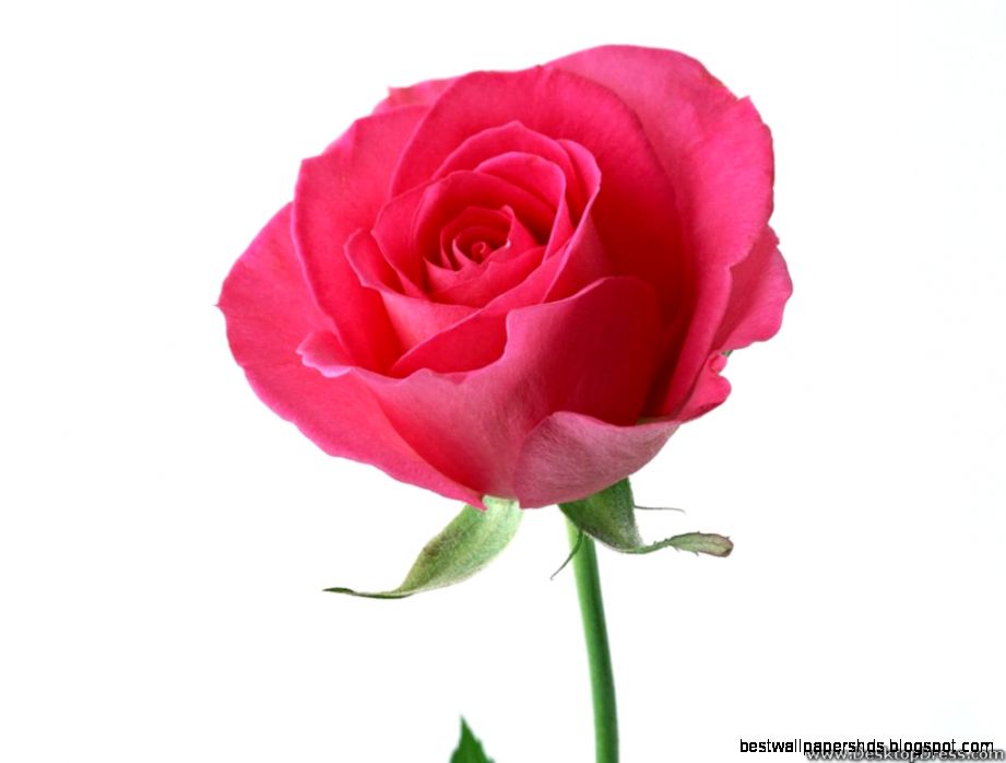 Desktop Wallpapers » Flowers Backgrounds » Beautiful Pink Rose Desktop Wallpapers » Flowers Backgrounds » Beautiful Pink Rose