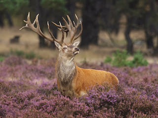 Beautiful animal wallpapers HD, desktop, latest, stylish, photography, wildlife, 2012, modern, images, pictures, wallpapers Beautiful animal wallpapers HD, desktop, latest, stylish, photography, wildlife, 2012, modern, images, pictures, wallpapers