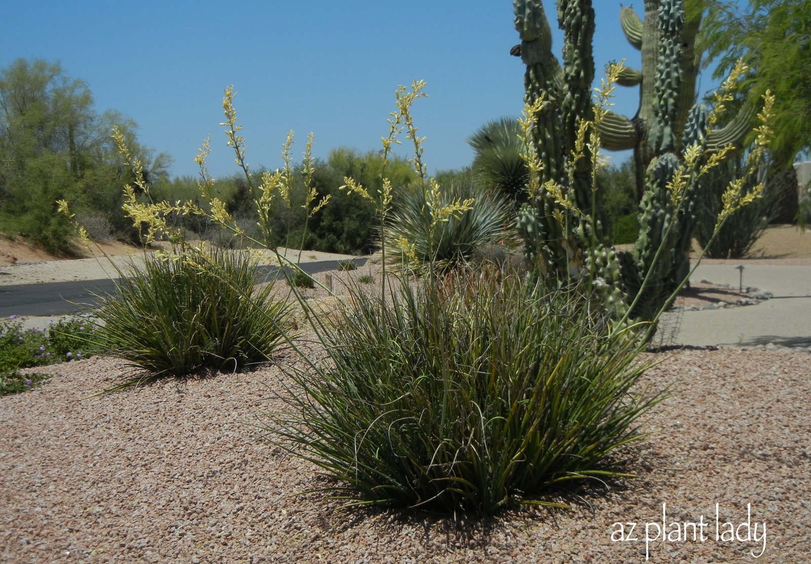 Beautiful, LowMaintenance Red Yucca Ramblings from a Desert Garden