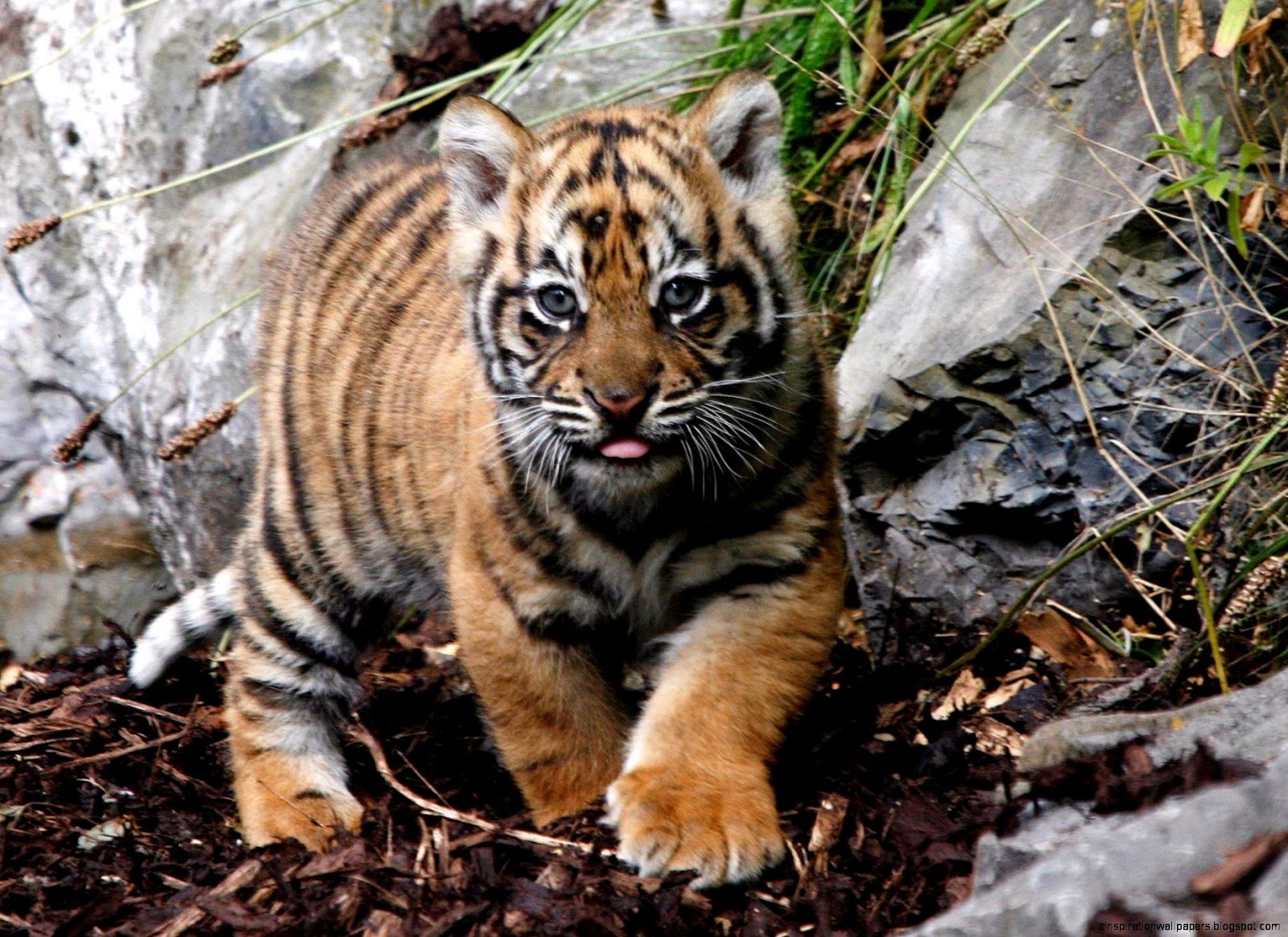Baby Tiger Baby Tiger