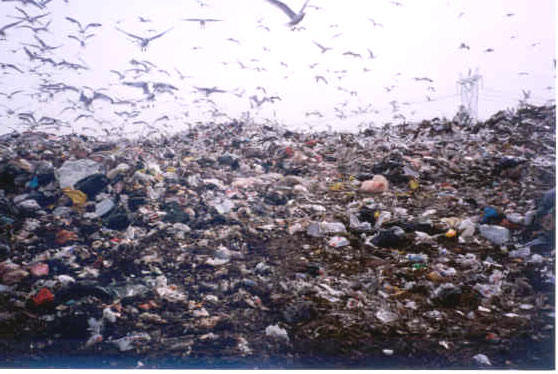 The Dump
