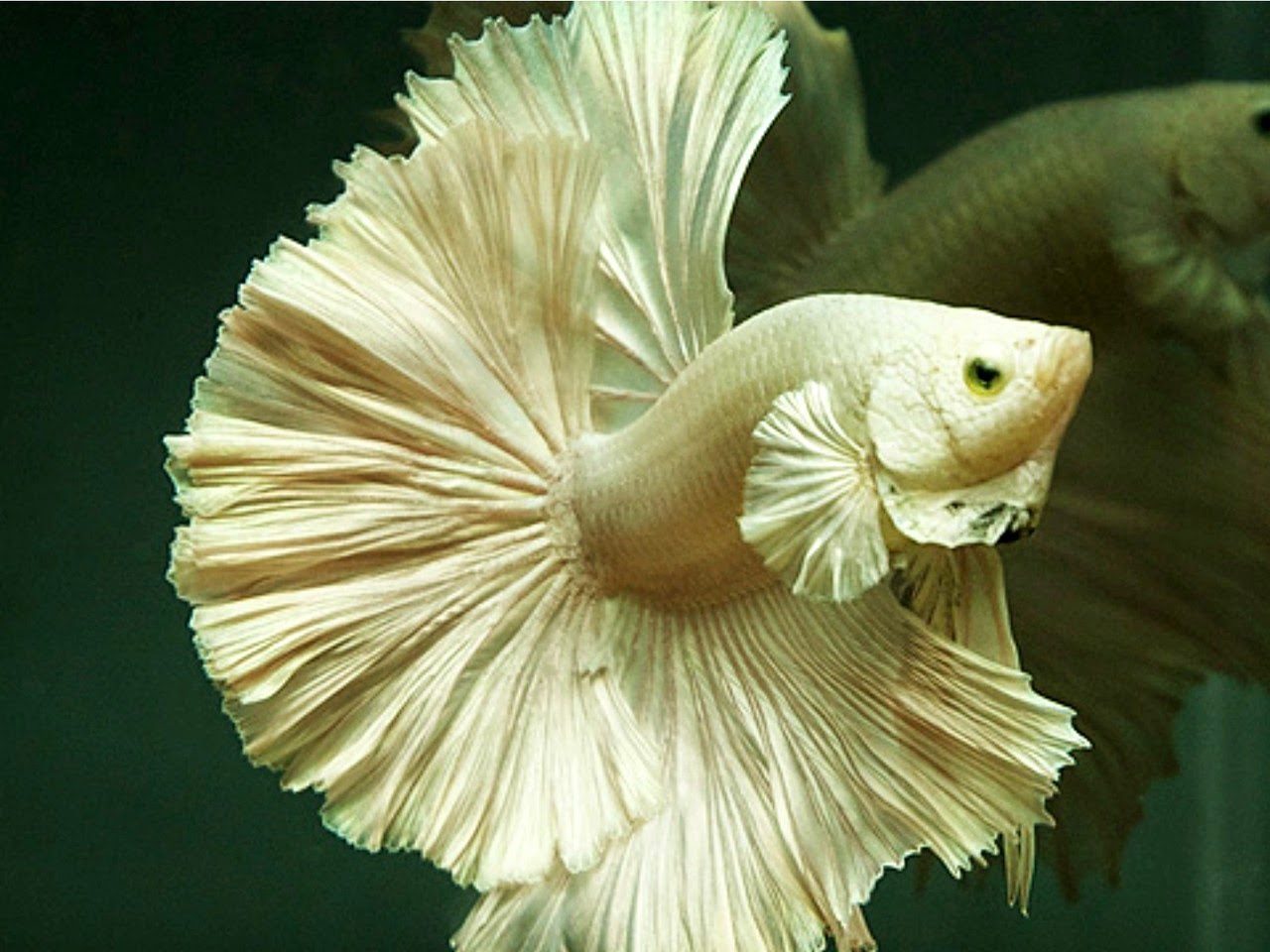 Gambar Ikan Hias Aquarium Cupang