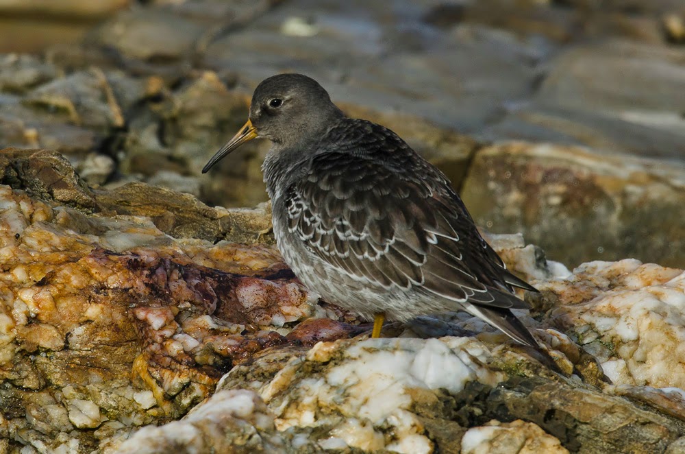 Correlimos oscuro, Calidris maritima, Purple Sandpiper Correlimos oscuro, Calidris maritima, Purple Sandpiper