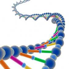 Vijačnica DNA