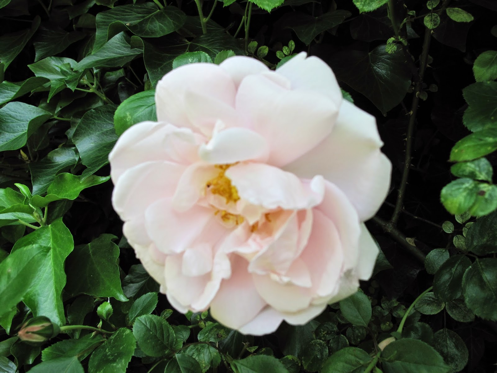 Joanne's Cottage Garden ROSES IN MY VEGETABLE GARDEN