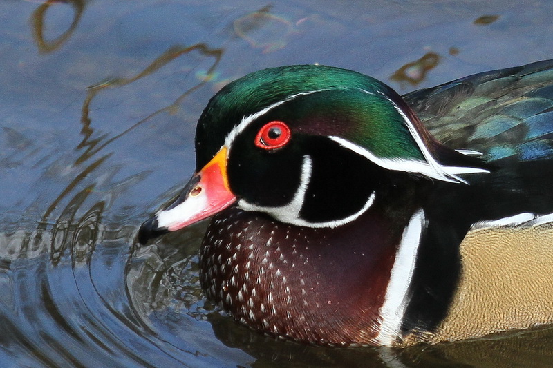 Birding Is Fun! Wood Duck A Birding Irony