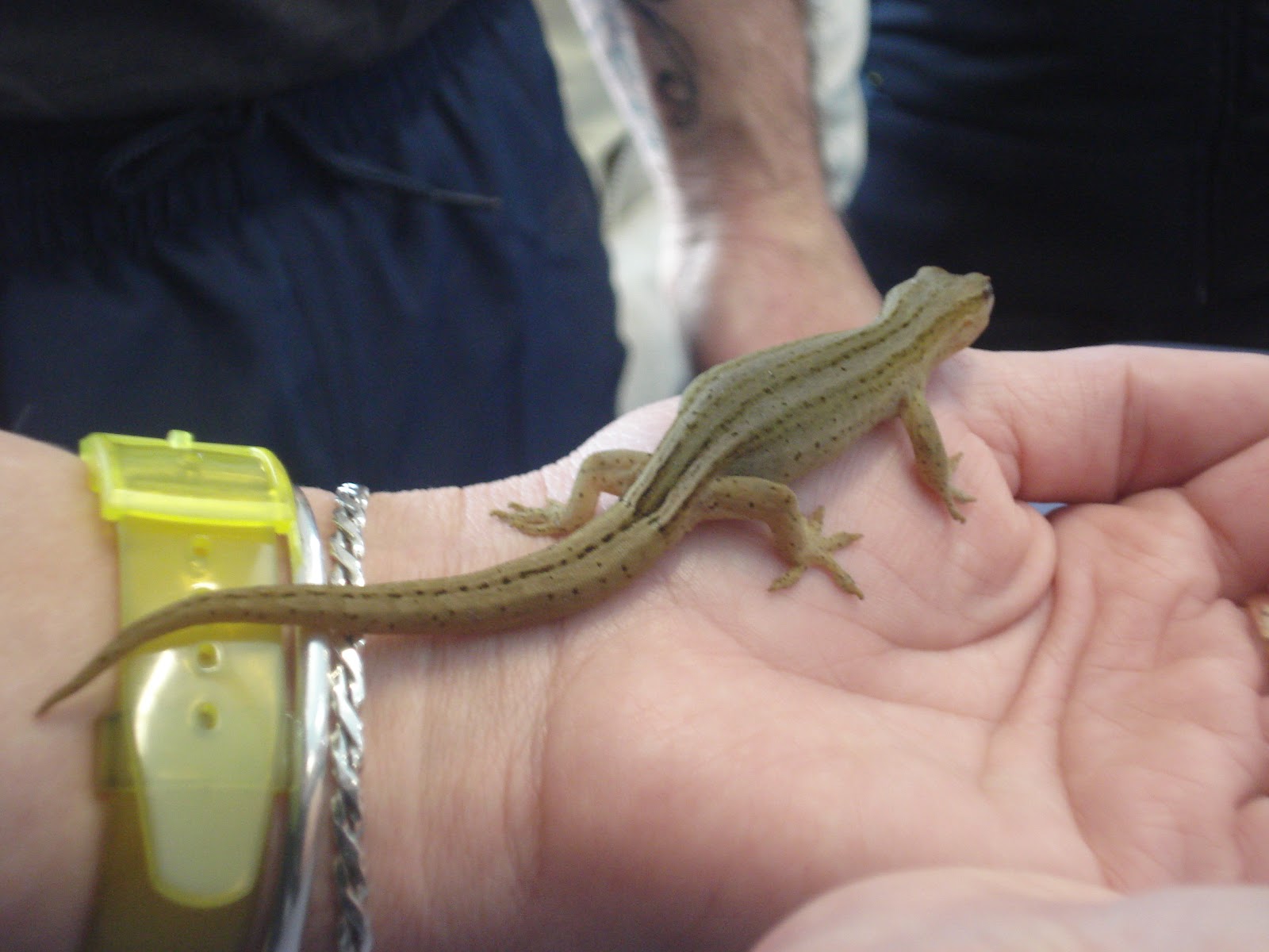 Fearless Four: Gecko Visit Fearless Four