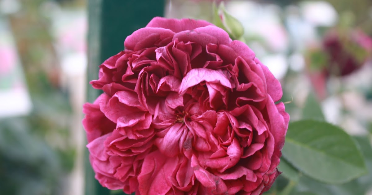 MIDWEST GROUNDCOVERS Display Gardens & Plant Trials David Austin Roses