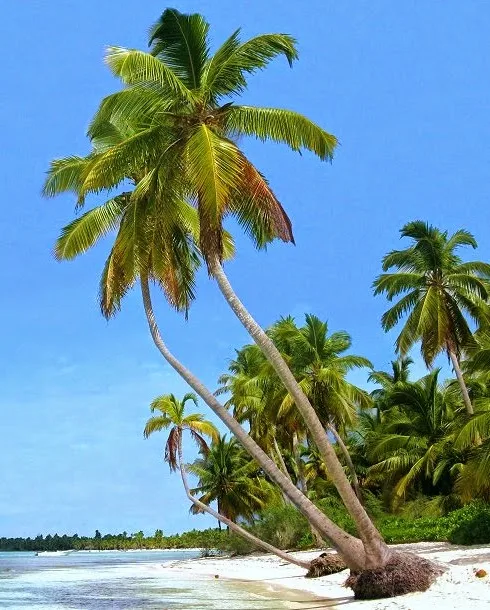 Saona Island,Dominican Republic