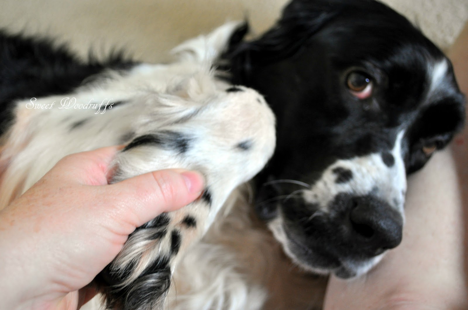Sweet Woodruffs Springer Spaniel rescue and foster