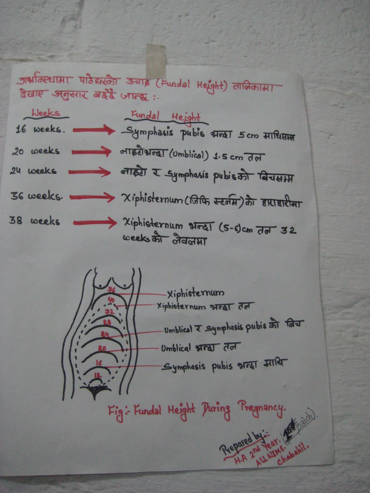 down under and back again day at the zoo fundal height chart after delivery