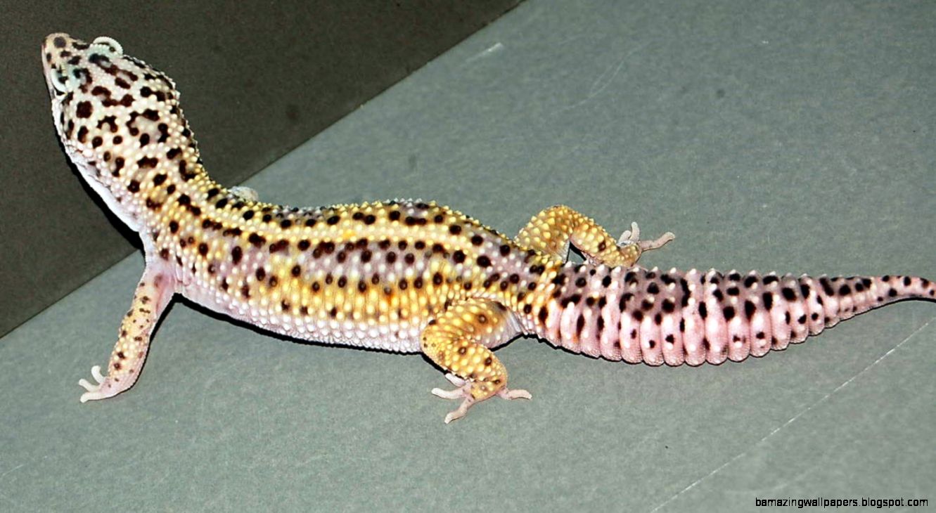 Adorable leopard geckos Page 114 Adorable leopard geckos Page 114