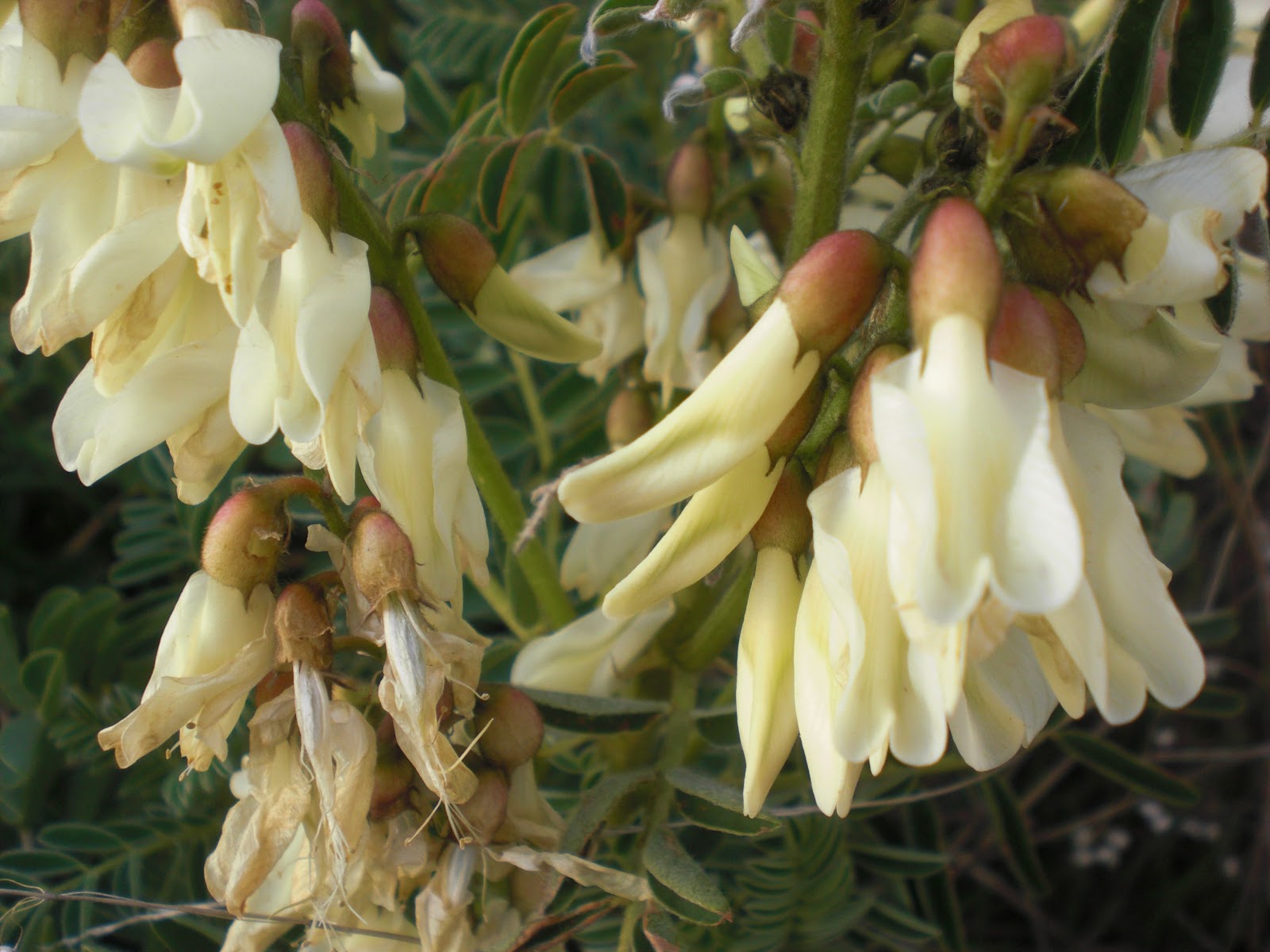 de Extremadura Astragalus Lusitanicus, leguminosa Familia Fabaceae de Extremadura Astragalus Lusitanicus, leguminosa Familia Fabaceae