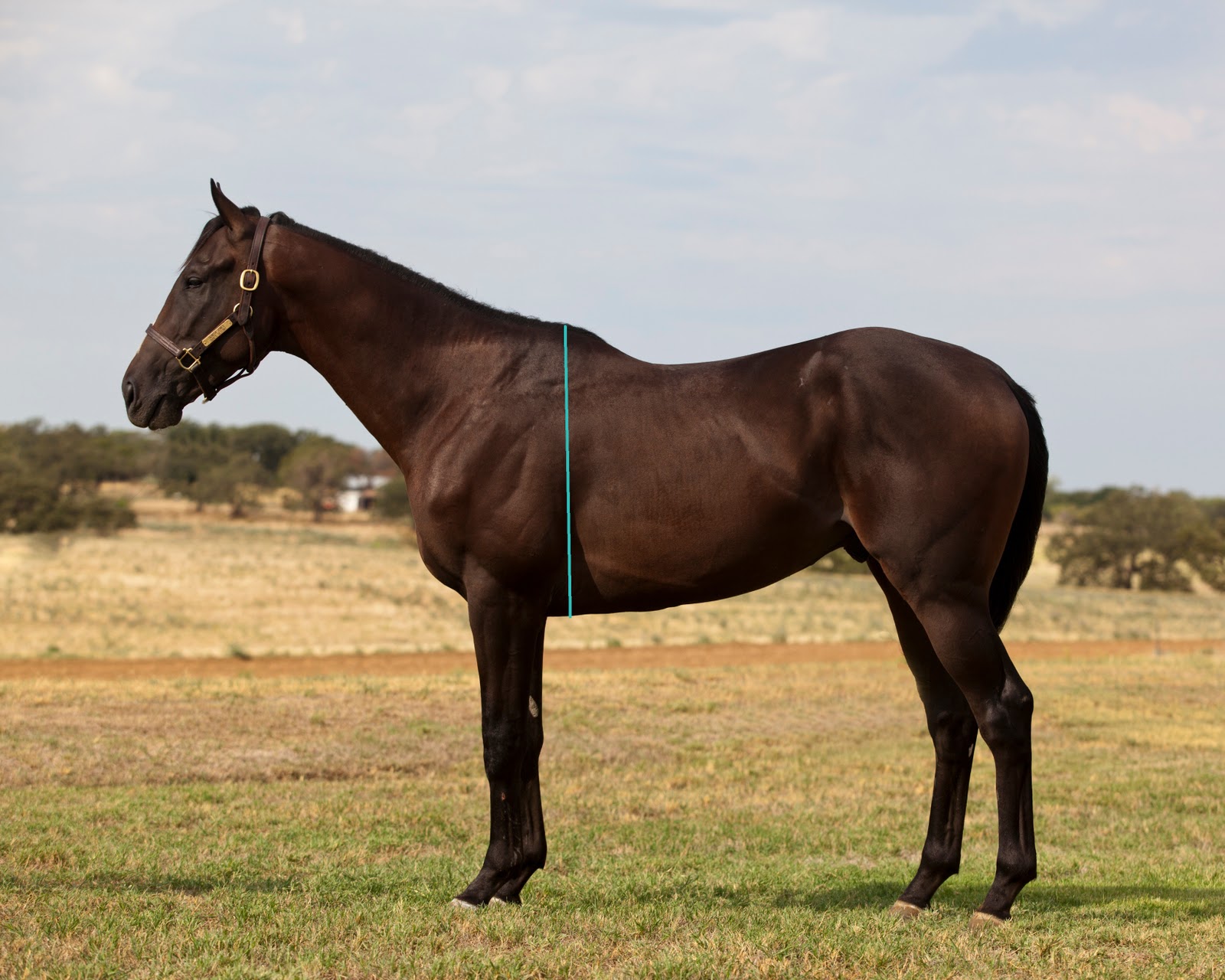 Past the Grandstand "That's a GoodLooking Horse"