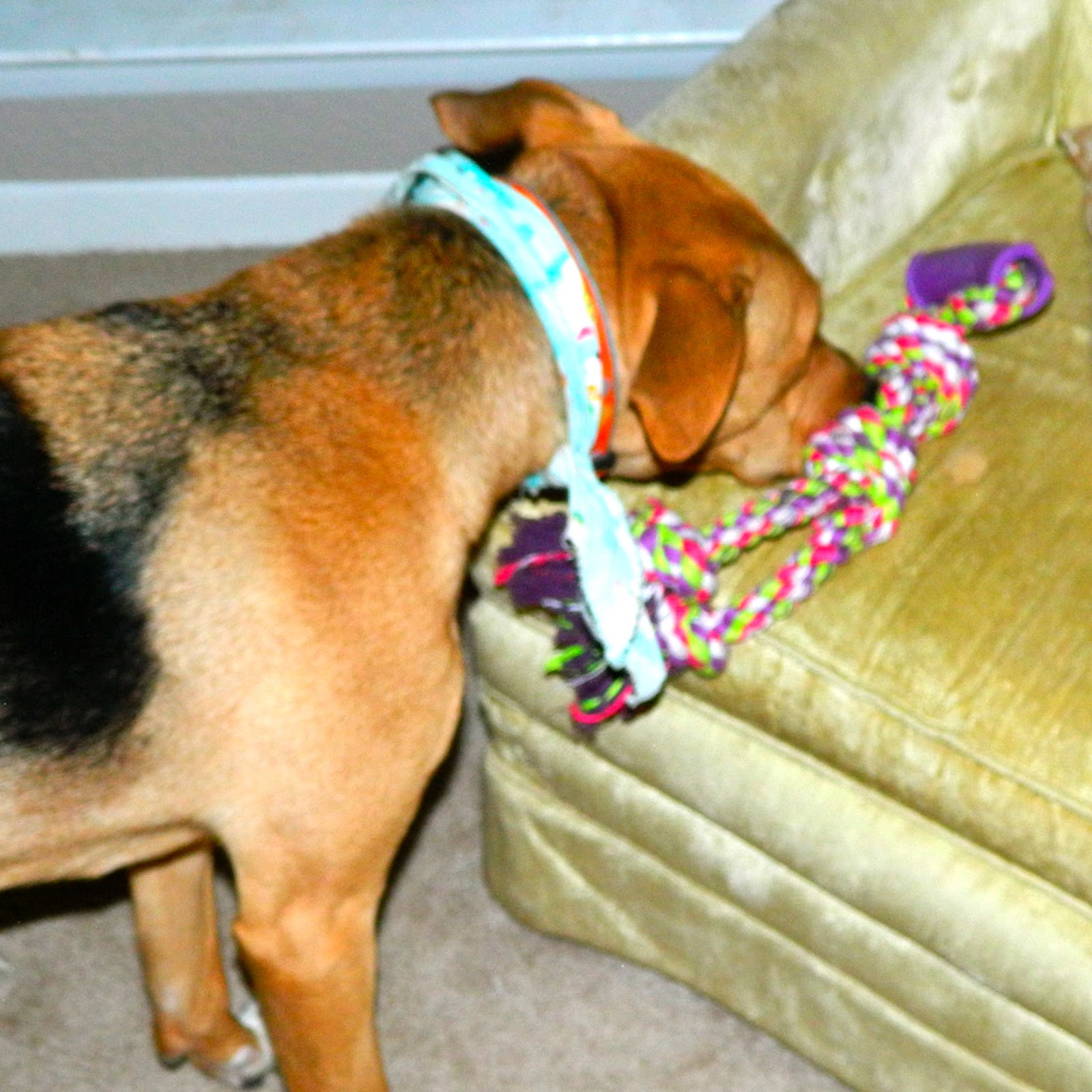 The Rainy Day Box Fun Game for Your Dog Hide & Seek!