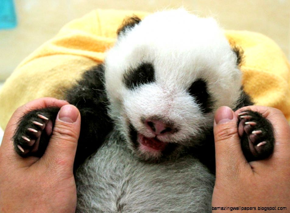 15 Drop Dead Cute Pandas GET HAPPY Exotic Animals amp Pets 15 Drop Dead Cute Pandas GET HAPPY Exotic Animals amp Pets