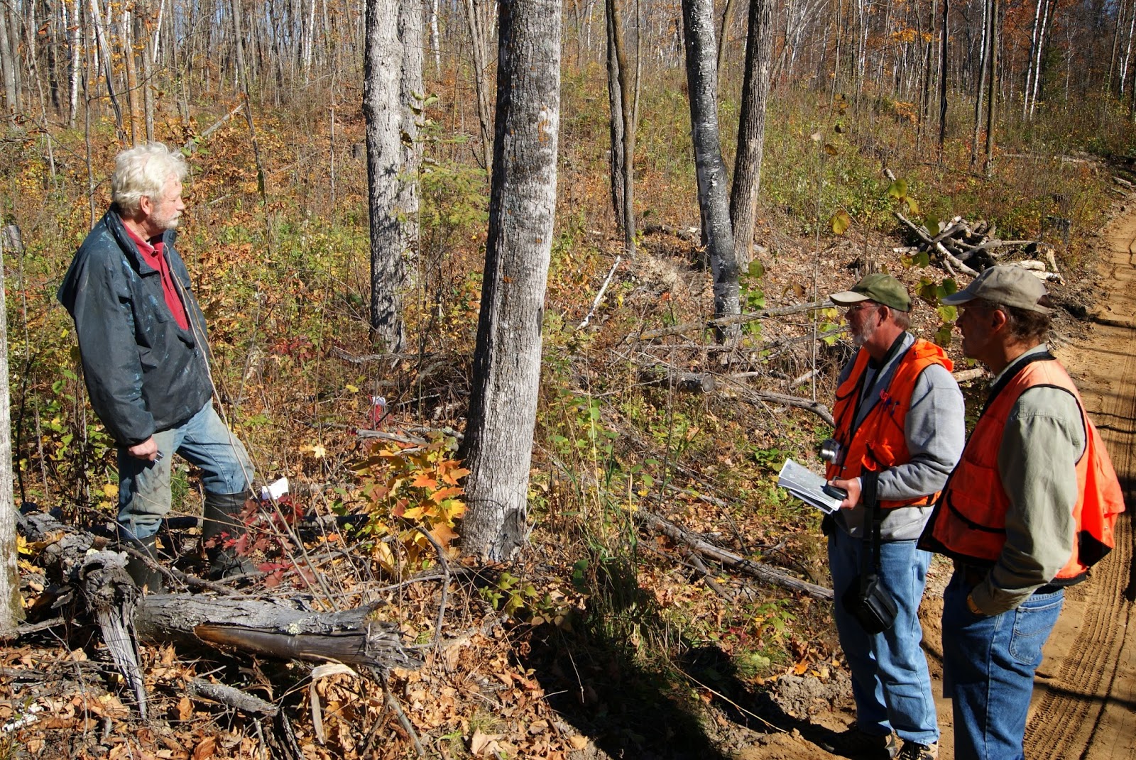 bud capping pine trees