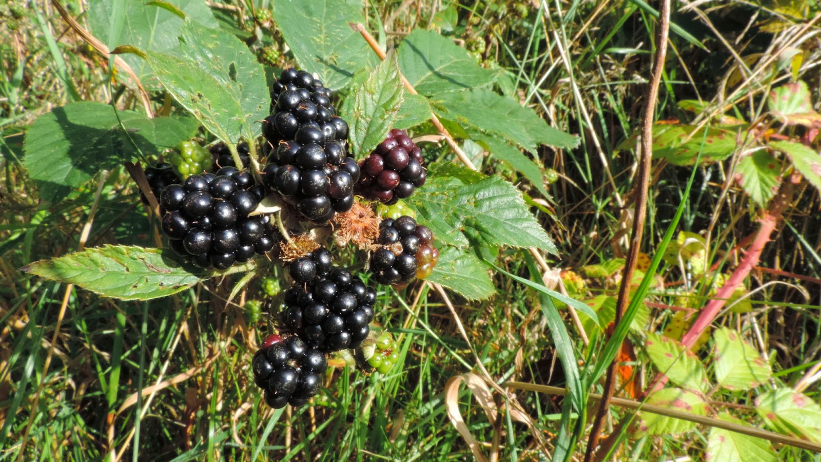 The Glebe Blog Brambles, Pond Plant and Dragonflies