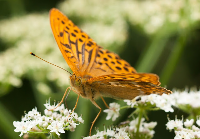 Silver-washed Fritillary - Fermyn Woods, Northamptonshire