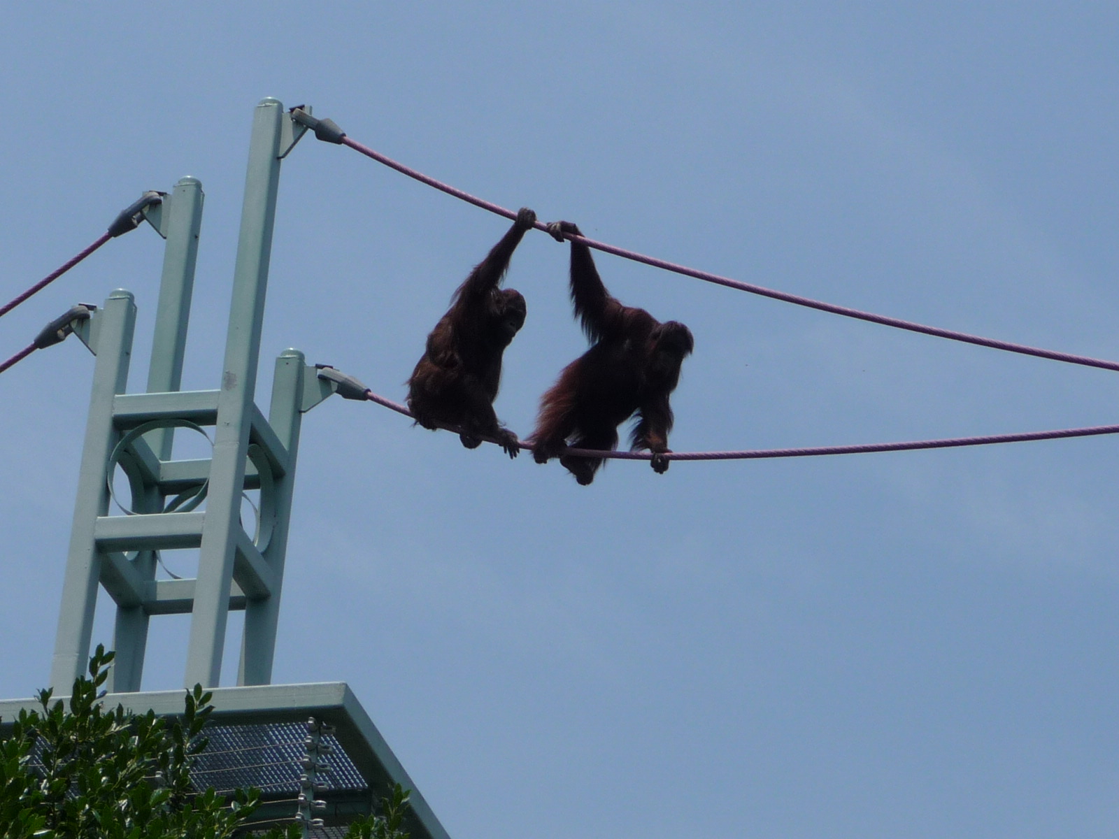 Hanging Ape