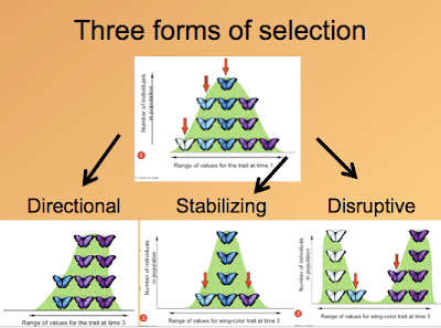 Is Artificial Selection A Good Model For Natural Selection Is Artificial Selection A Good Model For Natural Selection