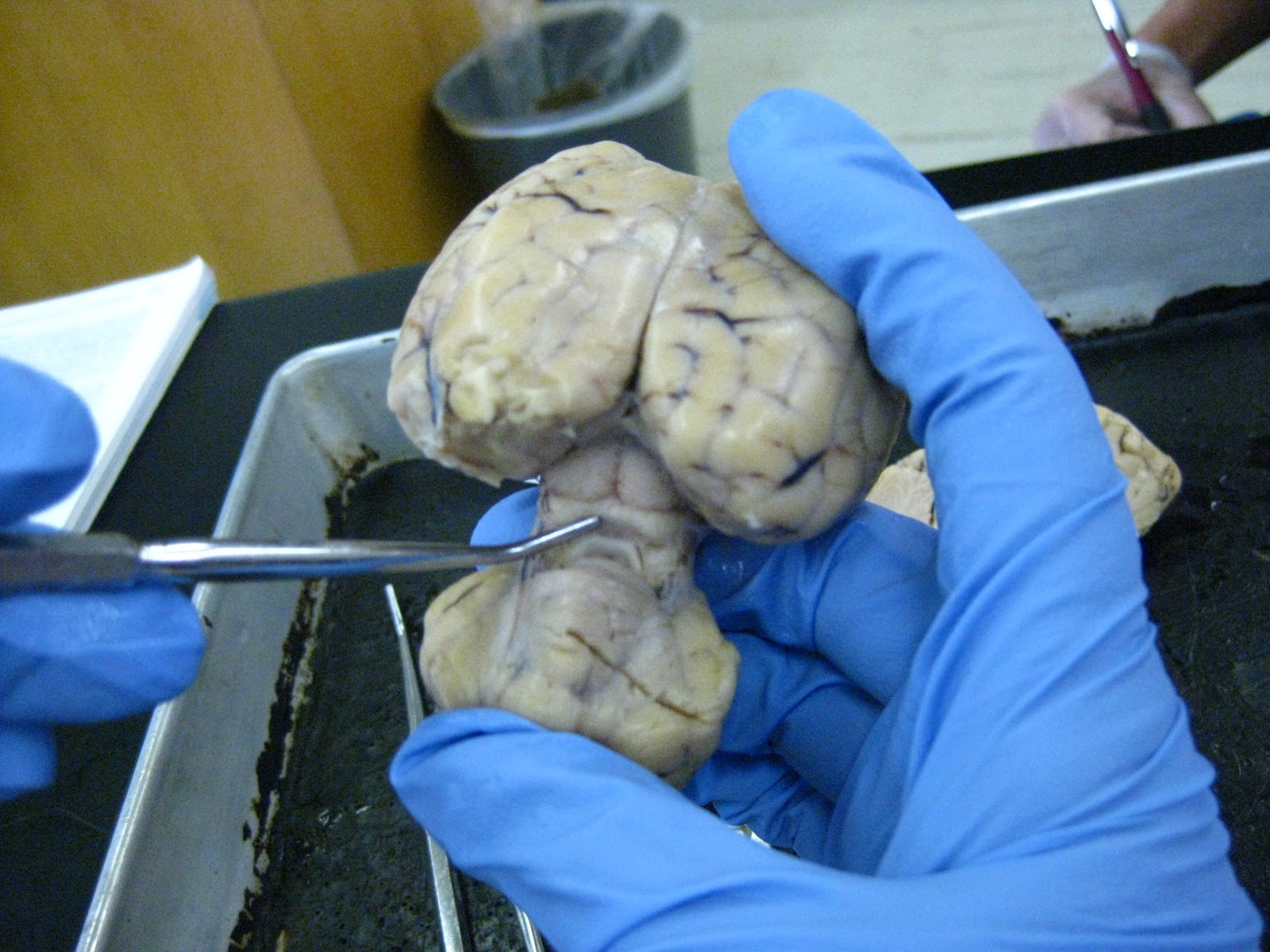 Sheep for Brains: Sheep Brain - External gross anatomy