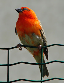 Oiseau réunionnais